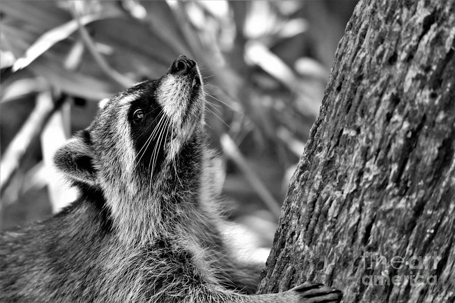 Raccoon Climbing Tree Photograph by Julie Adair