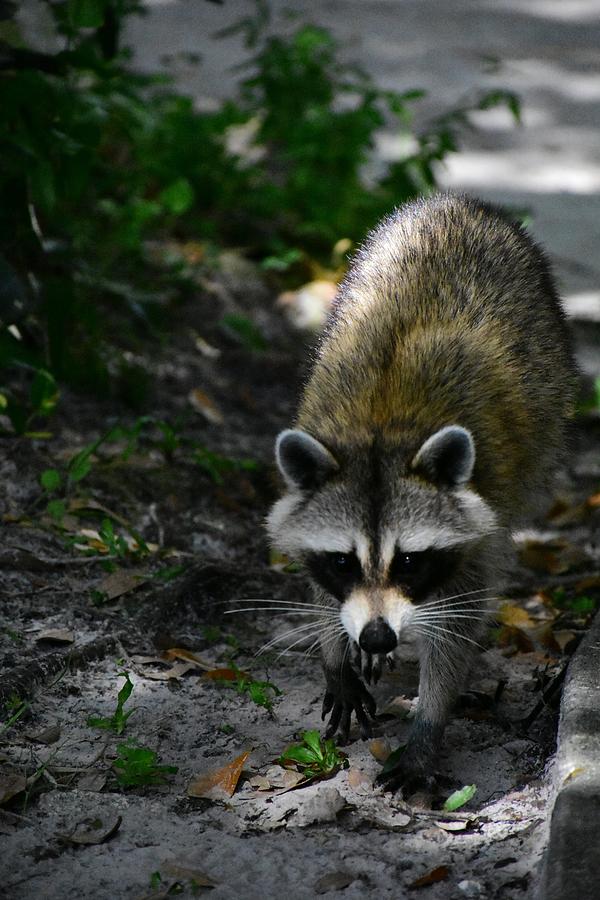 Raccoon Closeup Photograph by Christopher Mercer