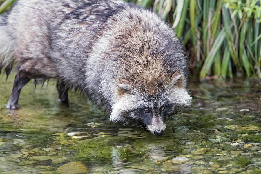 Raccoon dog in a river Photograph by Picture by Tambako the Jaguar