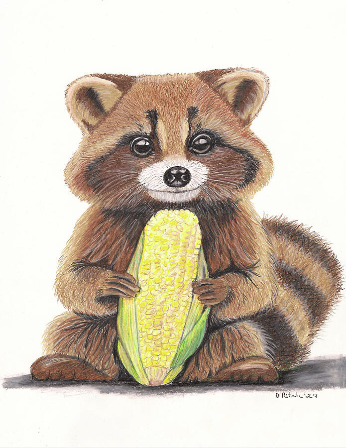 Raccoon Eating Corn Drawing