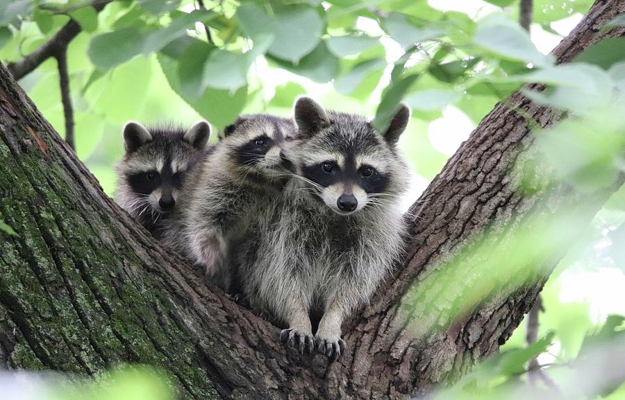 Raccoon Family 1 Photograph by Susan Johnson - Fine Art America