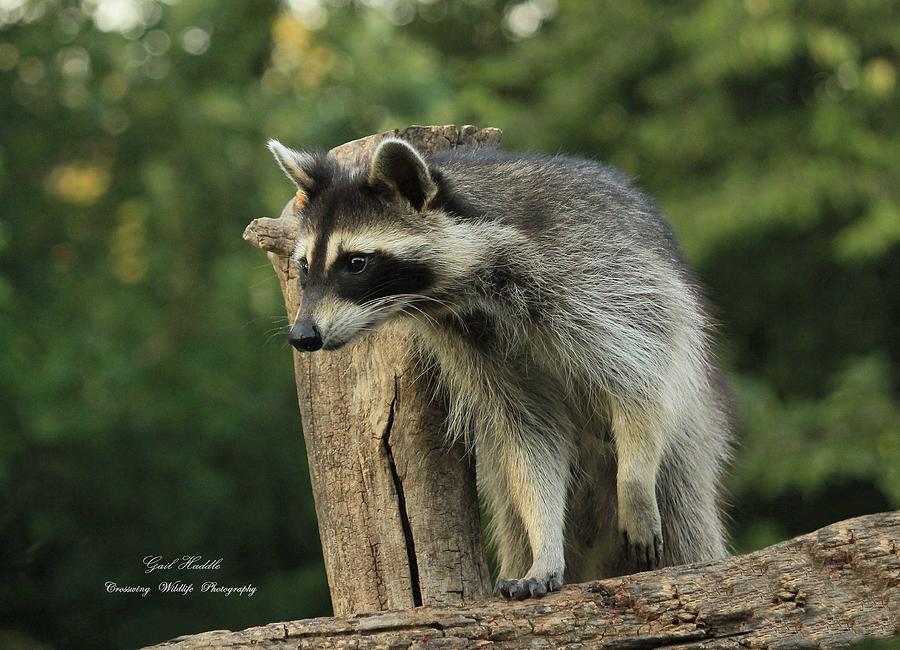 what family is the raccoon from what family is the raccoon from