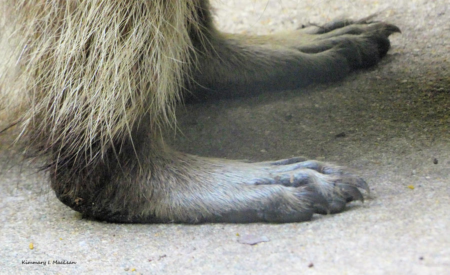 Raccoon Feet Photograph by Kimmary I MacLean