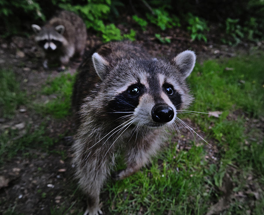Raccoon Friends Photograph by Malcolm Klimowicz - Fine Art America