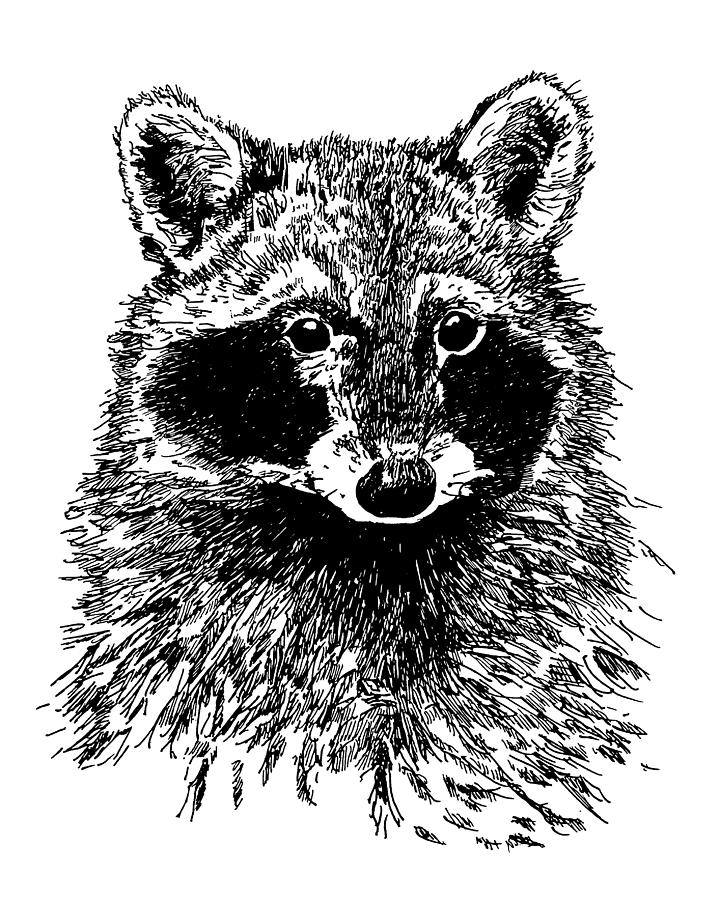 Raccoon Drawing by Henry Traynor | Fine Art America