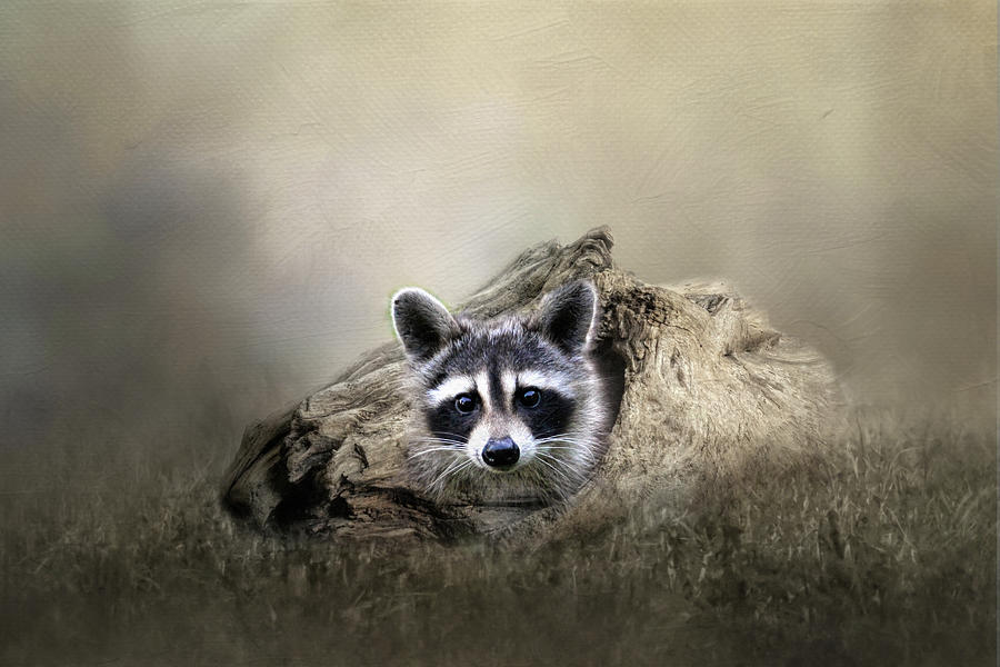 Raccoon In A Log Digital Art by TnBackroadsPhotos