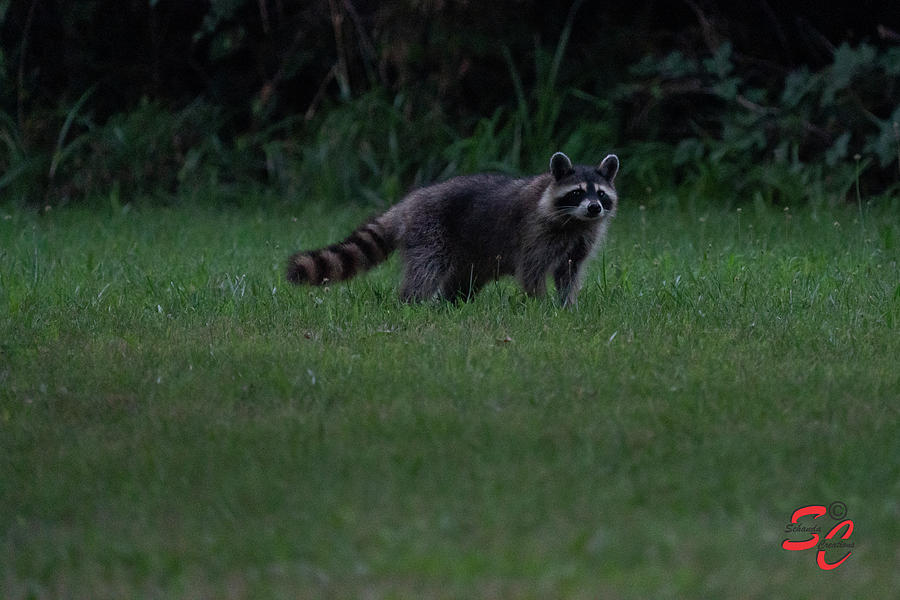 Raccoon In A Meadow 2 Photograph By Nancy Schanda Pixels