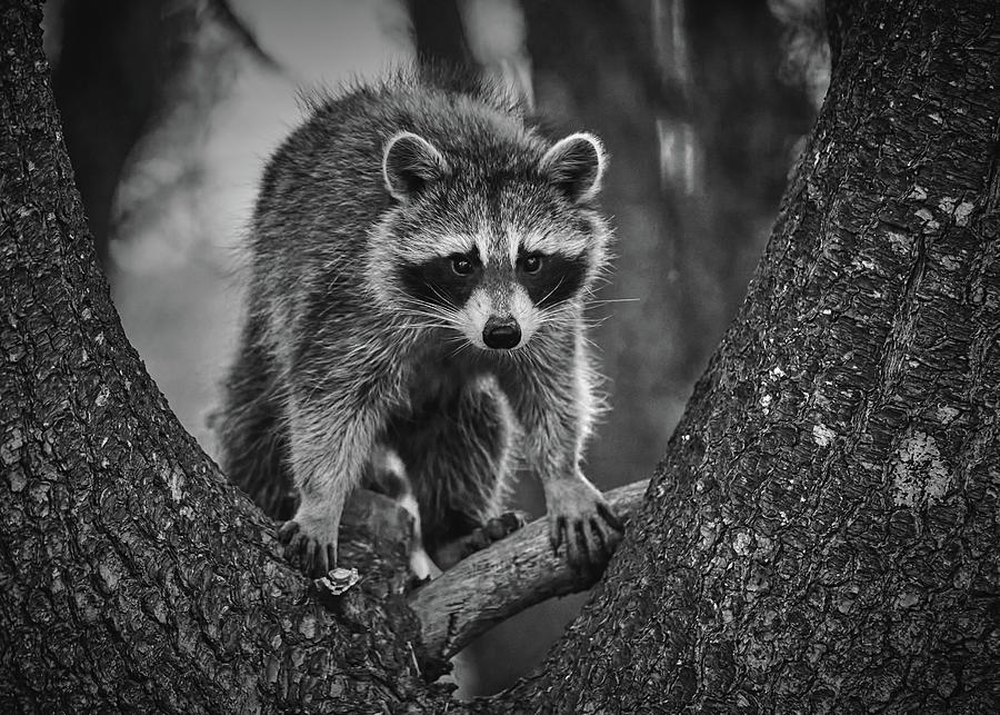 Raccoon In A Tree Photograph by Bob Orsillo