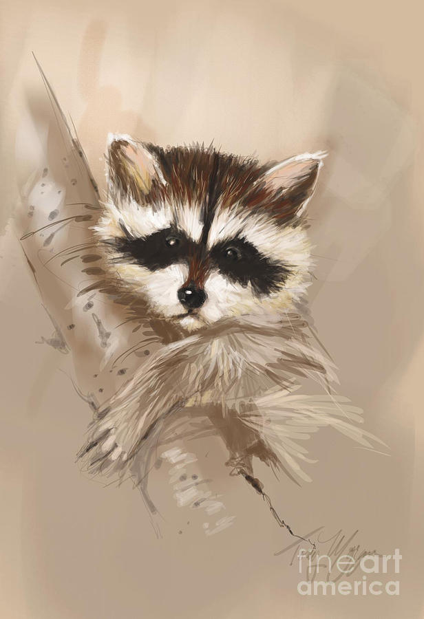 Raccoon In A Tree Drawing by Tony W Morgan - Fine Art America