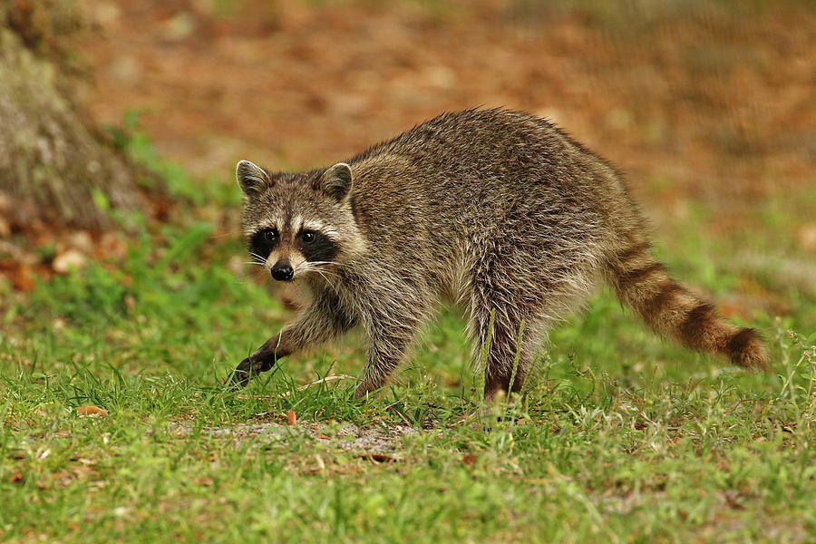 Raccoon Central Florida Photograph by MaryJane Sesto