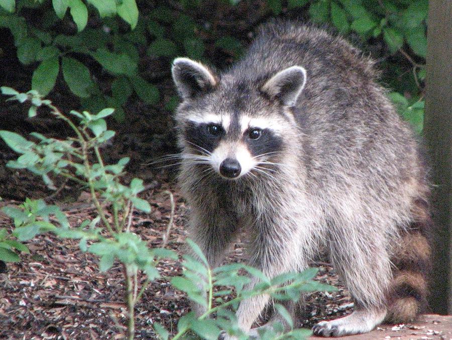 Raccoon in Daylight Photograph by Janet Morrison - Pixels