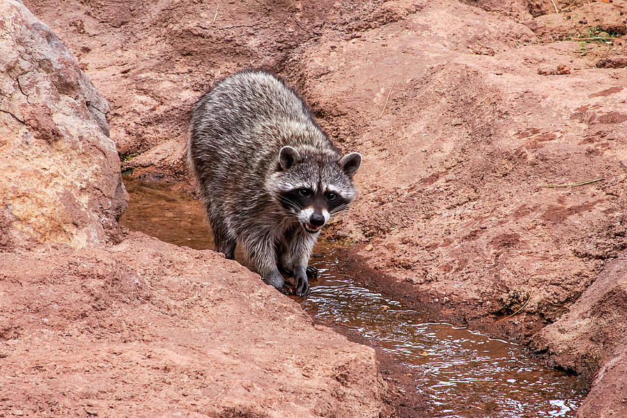 Raccoon in Stream, Arizona Photograph by Dawn Richards