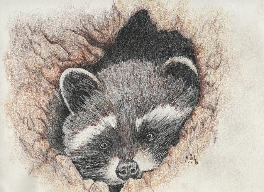 Raccoon in Tree Drawing by Melodie Kantner