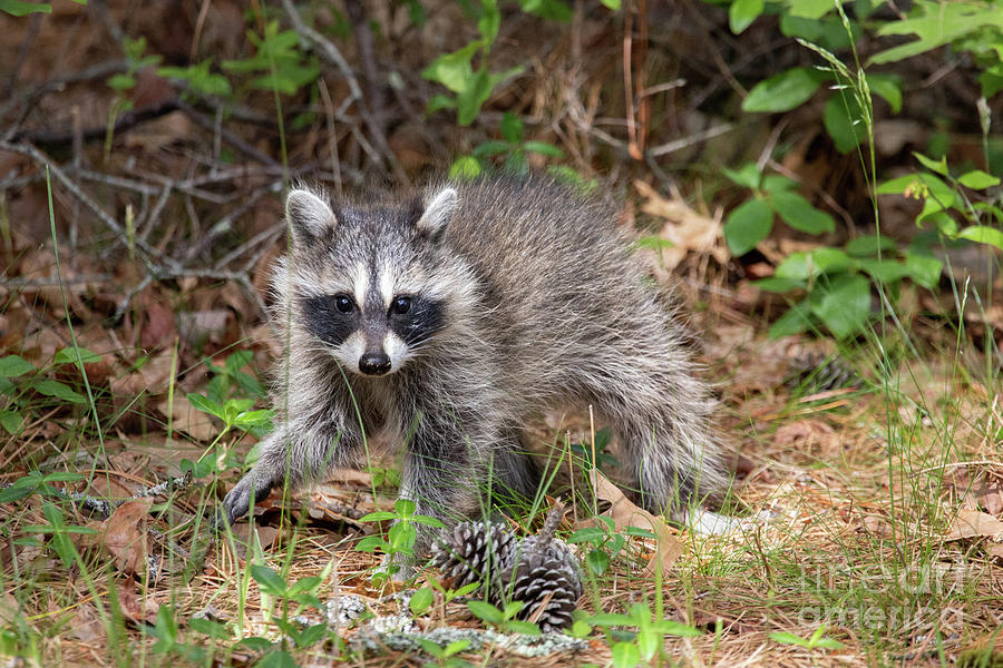 Raccoon Photograph by Jeannette Hunt