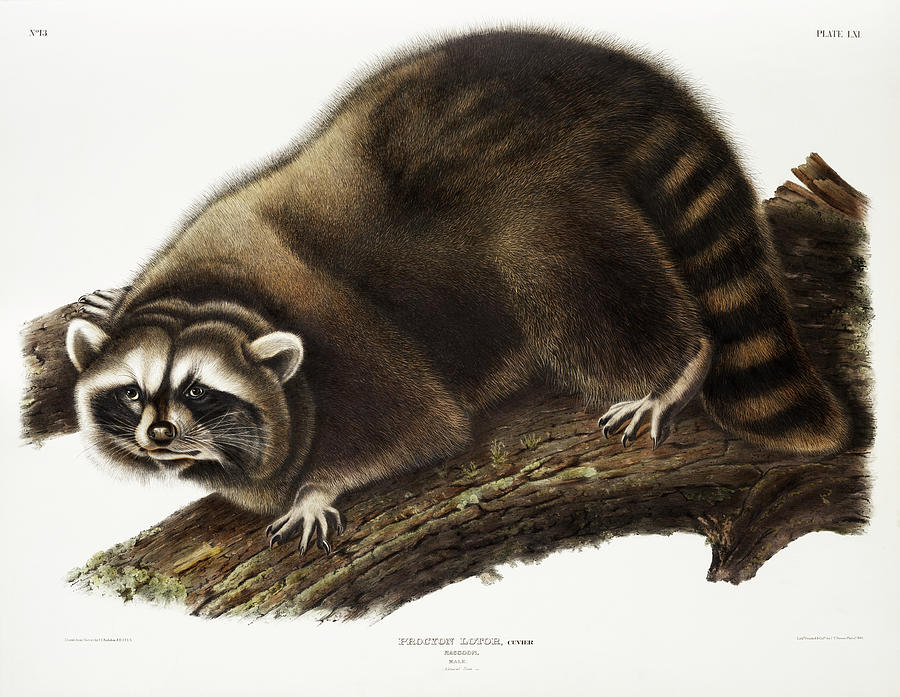 Raccoon. John Woodhouse Audubon Illustration Mixed Media by World Art Collective