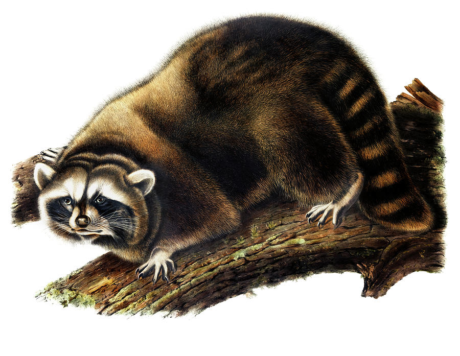John James Audubon Drawing - Raccoon  by John Woodhouse Audubon