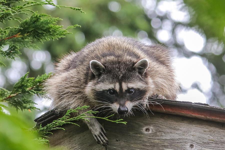 Raccoon Photograph by Joseph Siebert - Fine Art America