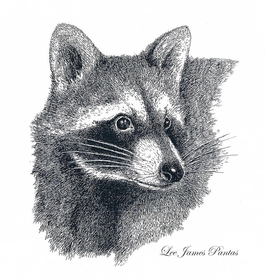Raccoon Drawing by Lee Pantas