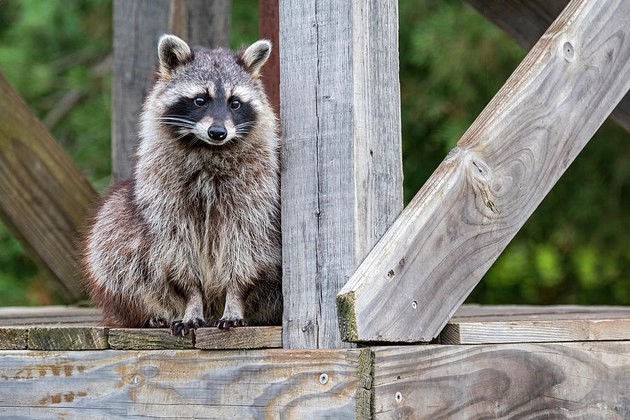 Raccoon on Bridge Photograph by Arterra Picture Library - Pixels