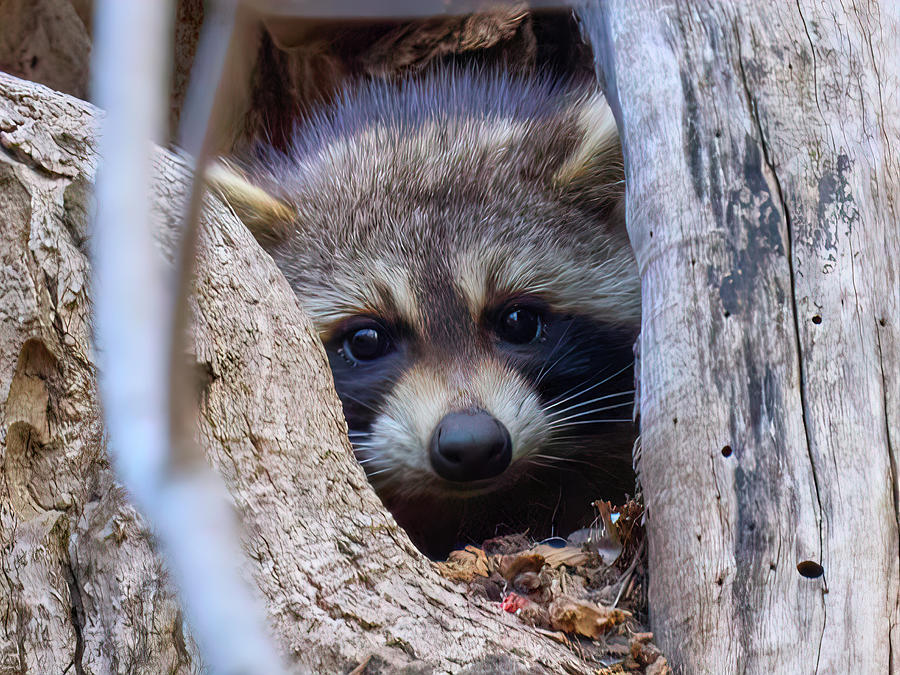 Raccoon on the tree acrylic art print Photograph by Yuri Chaban | Pixels