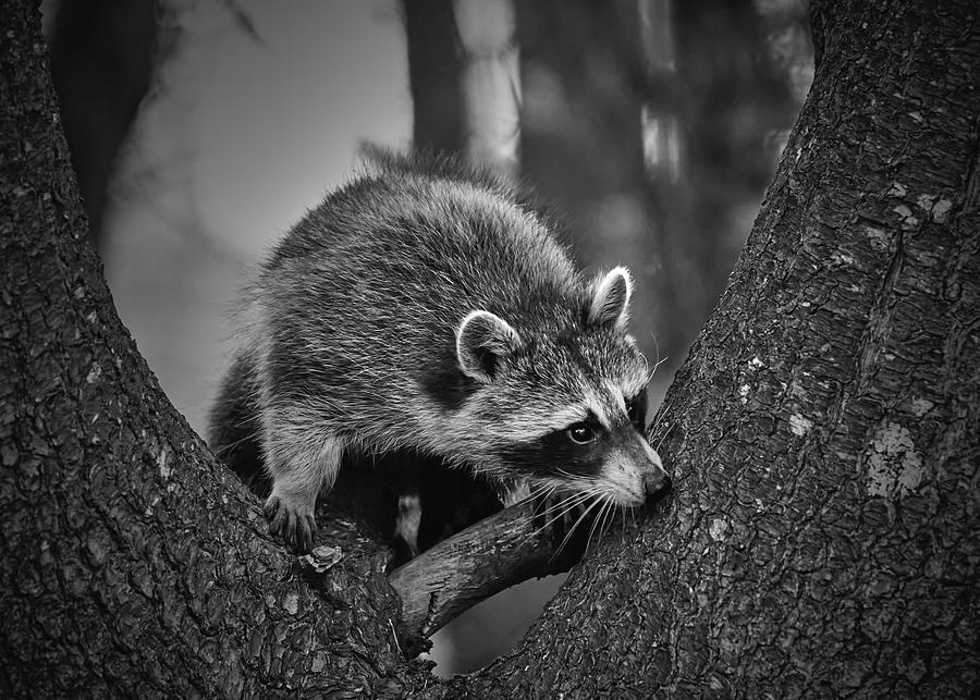 Raccoon Peaking Round Photograph