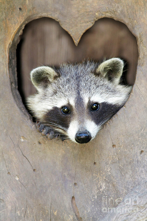 Raccoon peering out of heart shaped hole Photograph by Ardea | Pixels