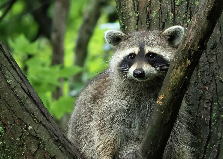 Raccoon Photograph by Ron Grafe