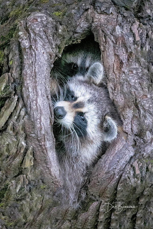 Raccoon Siblings #0492 Photograph
