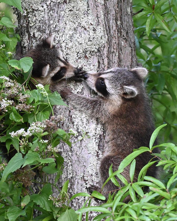 Raccoon siblings Photograph by Elaine Starr - Fine Art America