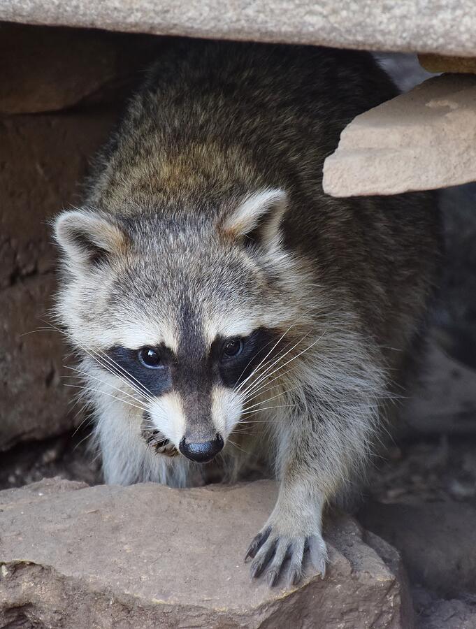 Raccoon Photograph By Ted Nikas - Fine Art America