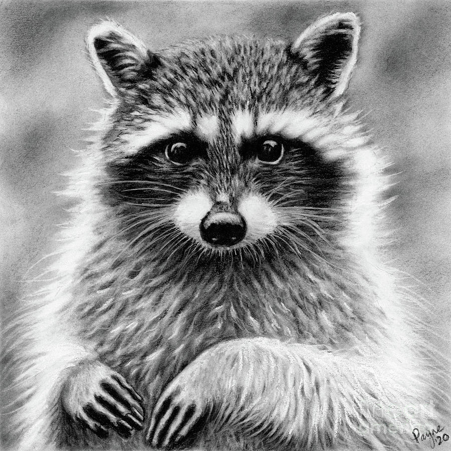 Raccoon Drawing by Teresa Payne - Fine Art America