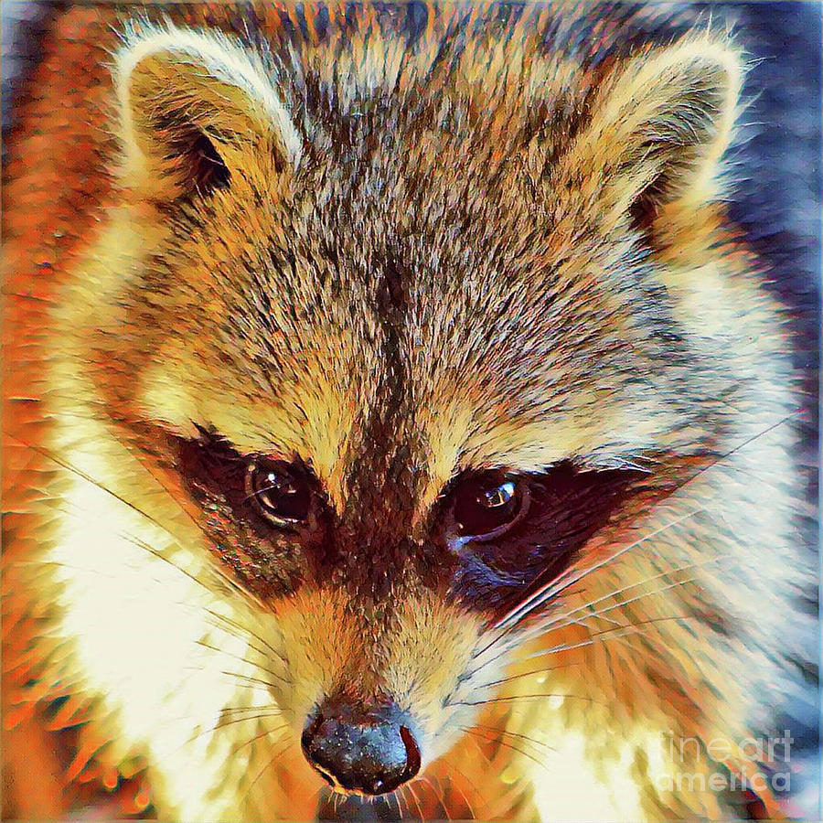 Raccoon Vibrancy Photograph by Joanne Carey