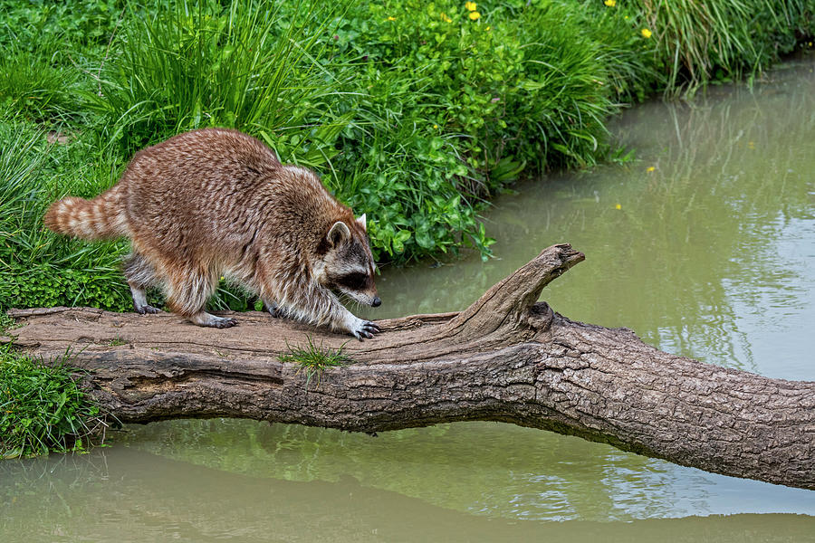 Raccoon Walking over Tree Trunk Photograph by Arterra Picture Library