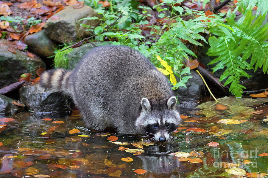 Raccoon Washing Food Photograph by Arterra Picture Library