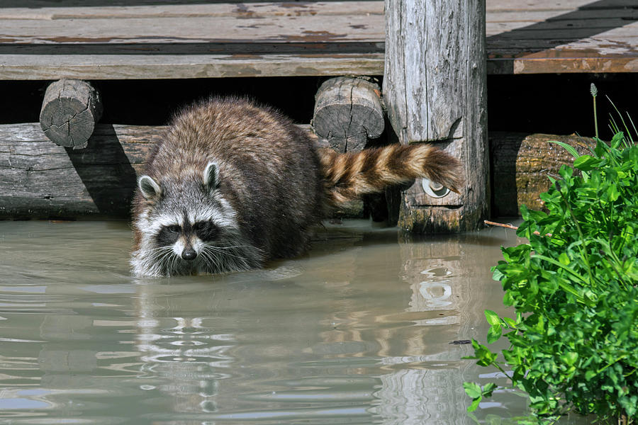 Raccoon Washing Food in Pond Photograph by Arterra Picture Library