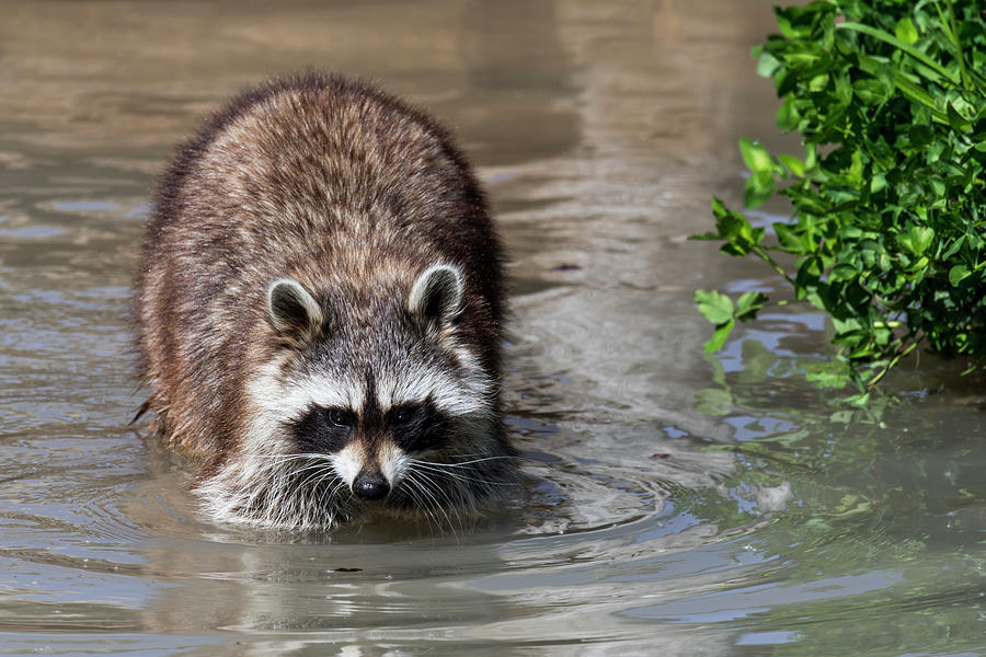Raccoon Washing Food in Water Photograph by Arterra Picture Library