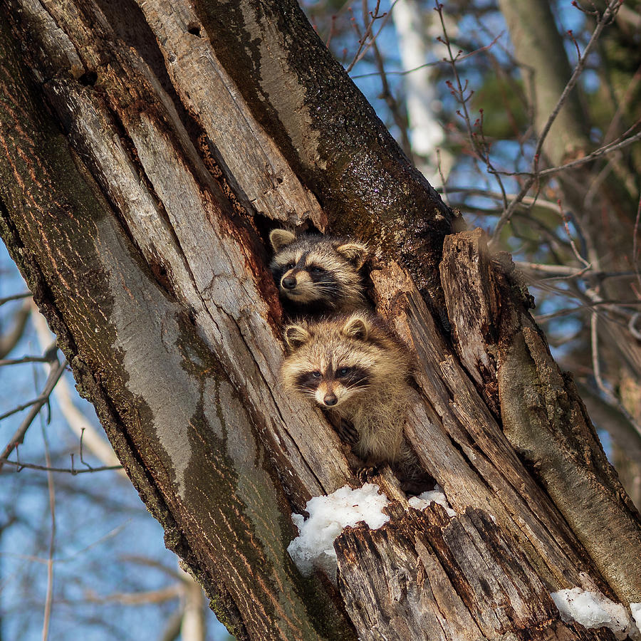 Raccoons On Mount Royal Photograph By Sean Grogan Fine Art America