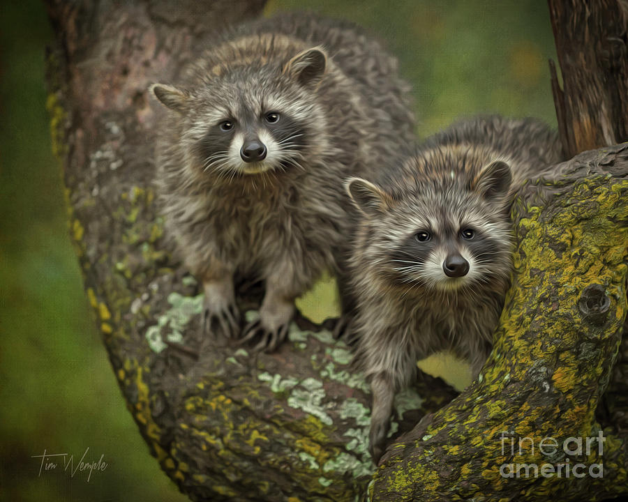 Raccoons Digital Art by Tim Wemple