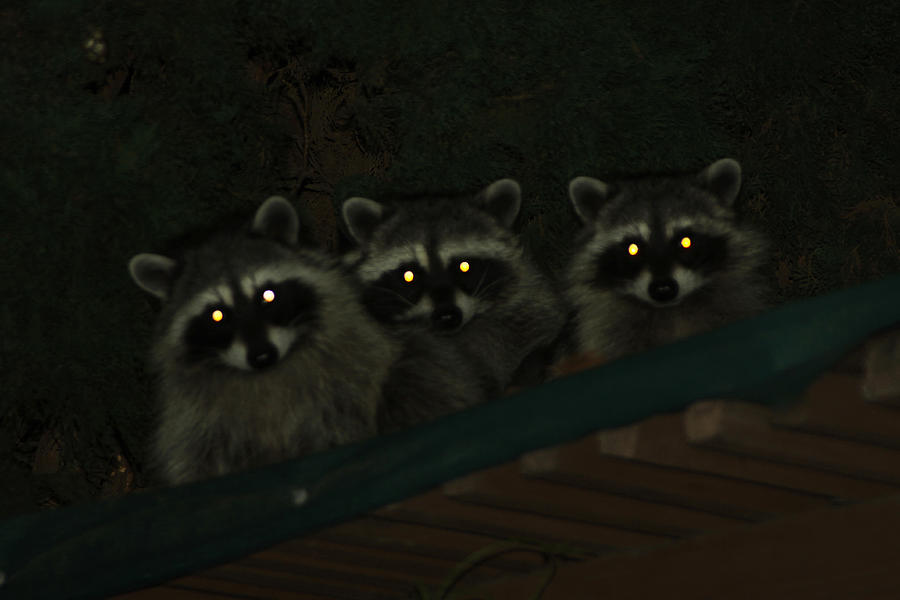 Raccoons with glowing eyes Photograph by Diana Haronis dianasphotoart.com