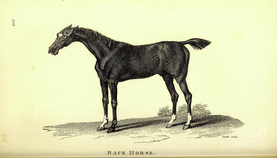 Race horse By George Shaw q1 Photograph by Historic illustrations