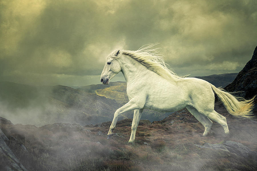 Race the storm - Horse Art Photograph by Lisa Saint