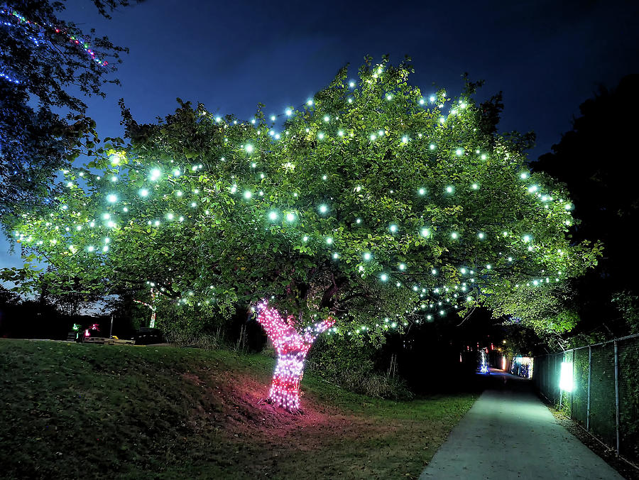 Racine Zoo Tree Lights Photograph by Scott Olsen Fine Art America