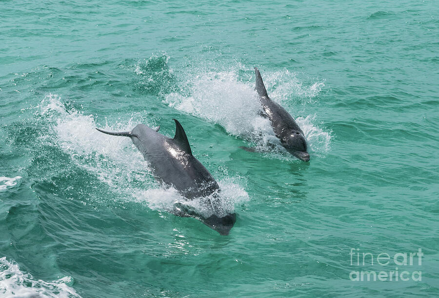 Racing Dolphins Photograph by Jennifer White