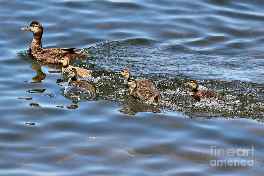 Racing Ducklings Photograph by Sandra Huston