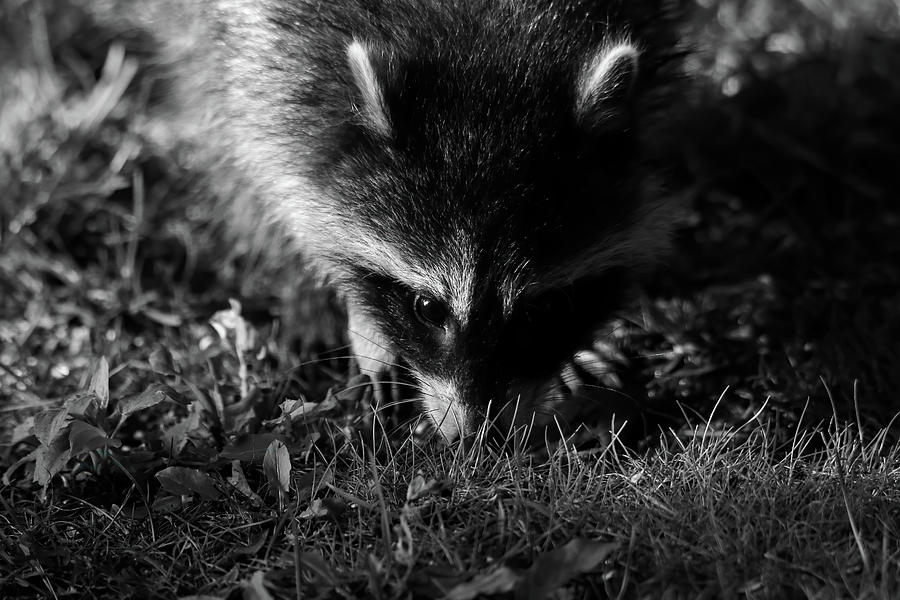 Racoon Photograph by Brook Burling