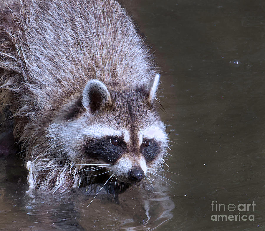 Raccoon Fishing  Photograph by Shirley Dutchkowski