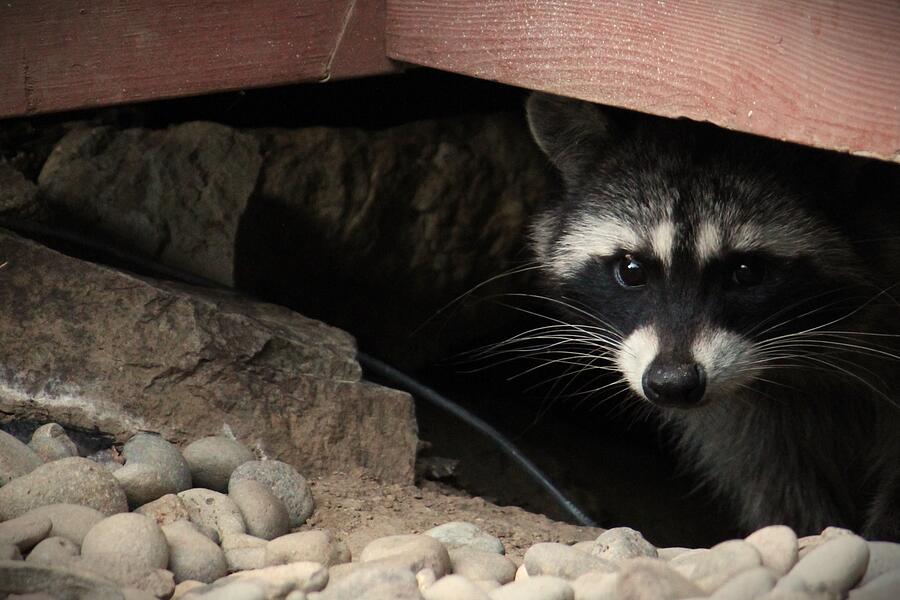 Racoon Hideout Photograph by Kerstin Epifanio - Fine Art America