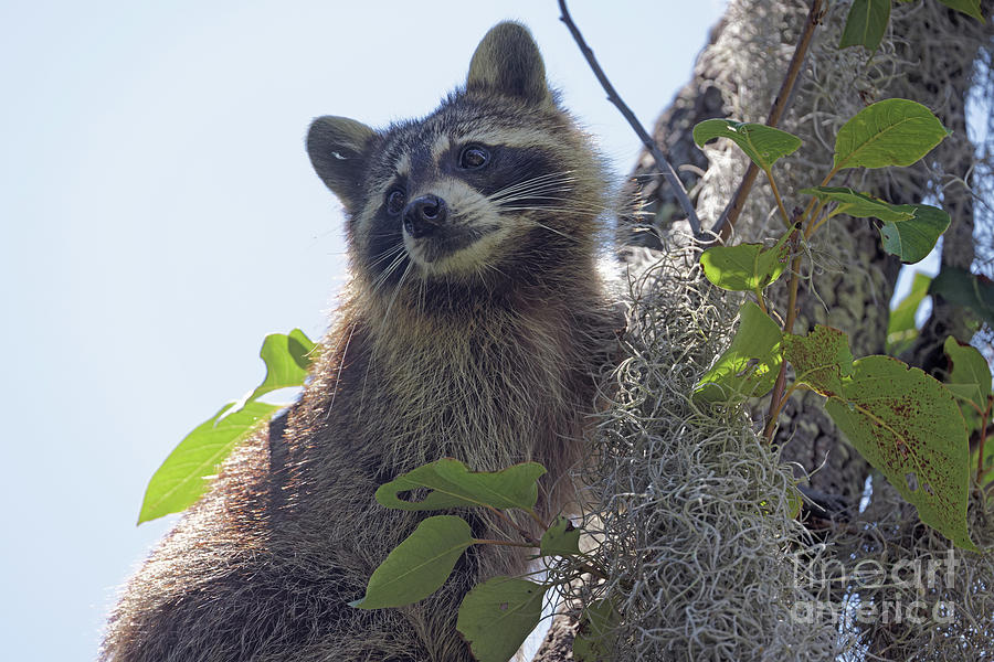 Racoon in Mossy Florida Tree Photograph by Natural Focal Point Photography