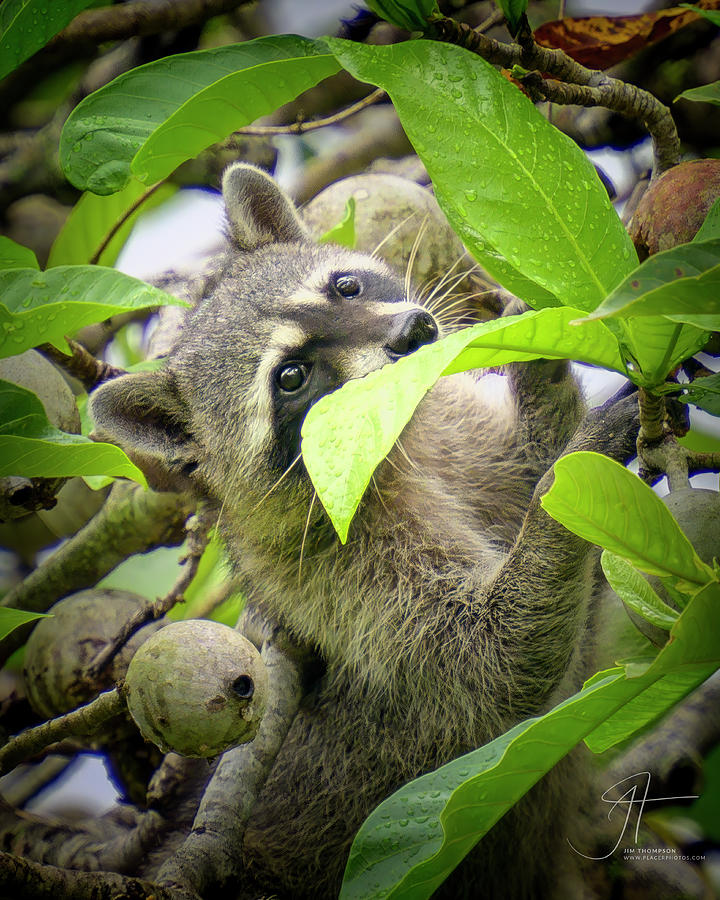 Racoon in the Tree Photograph by Jim Thompson