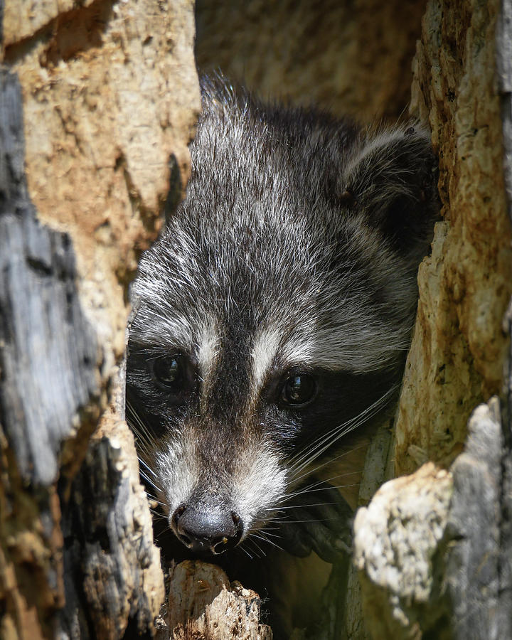 Racoon in Tree Photograph by Michelle Wittensoldner
